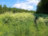 IMG-20170701-WA0005.jpg